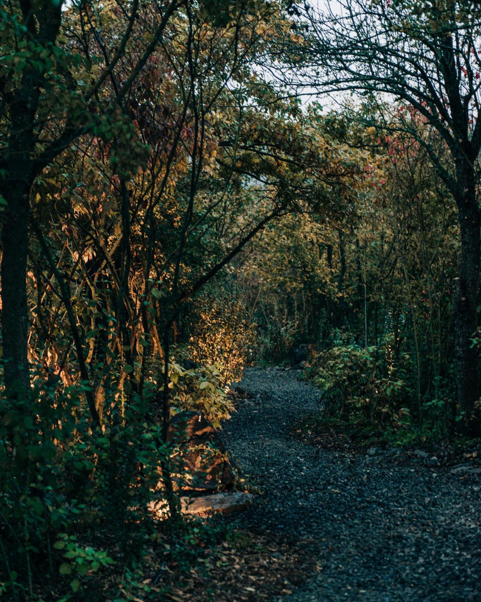 Zama Forest *